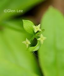 Attēlu rezultāti vaicājumam “Galium triflorum leaf”