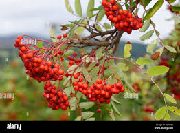 Attēlu rezultāti vaicājumam “Sorbus aucuparia fruit”
