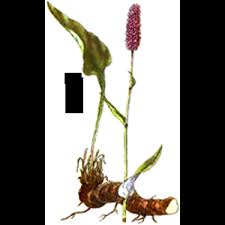 Attēlu rezultāti vaicājumam “Bistorta major”