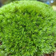 Attēlu rezultāti vaicājumam “Leucobryum juniperoideum”