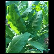 Attēlu rezultāti vaicājumam “Nicotiana tabacum leaf”