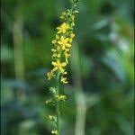 Attēlu rezultāti vaicājumam “Agrimonia pilosa”