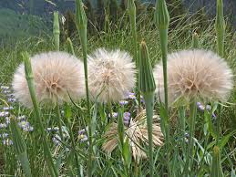 Attēlu rezultāti vaicājumam “Tragopogon pratensis subsp. pratensis fruit”