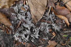 Attēlu rezultāti vaicājumam “Thelephora penicillata”