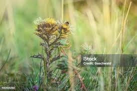 Attēlu rezultāti vaicājumam “Carlina biebersteinii leaf”