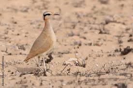 Image result for Cursorius cursor