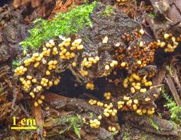 Attēlu rezultāti vaicājumam “Fuligo gyrosa plasmodium”