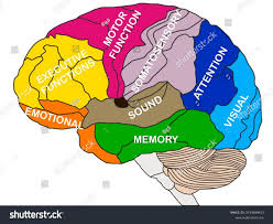 Image result for map of the brain