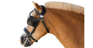 Image result for scheuklappen