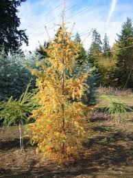 Attēlu rezultāti vaicājumam “Dianema depressum macro”