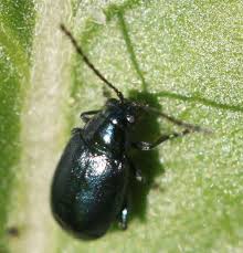 Attēlu rezultāti vaicājumam “Altica sp.”