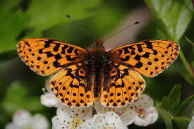Attēlu rezultāti vaicājumam “Clossiana euphrosyne underside”
