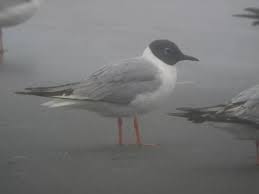 Image result for Chroicocephalus philadelphia