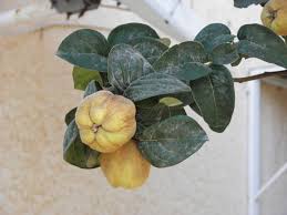 Attēlu rezultāti vaicājumam “Cydonia oblonga”