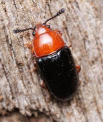 Attēlu rezultāti vaicājumam “Triplax russica”