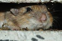 Attēlu rezultāti vaicājumam “Myodes glareolus”