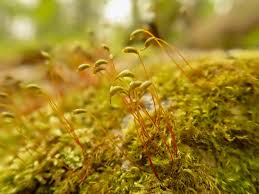 Attēlu rezultāti vaicājumam “Rhynchostegiella tenella”