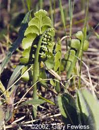 Attēlu rezultāti vaicājumam “Botrychium lunaria”
