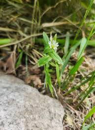 Attēlu rezultāti vaicājumam “Cerastium holosteoides fruit”