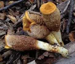 Attēlu rezultāti vaicājumam “Boletales”