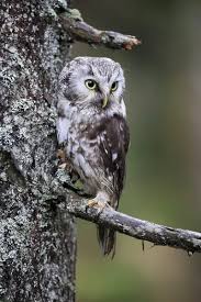 Attēlu rezultāti vaicājumam “Aegolius funereus adult”