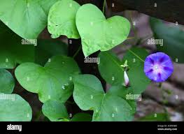 Image result for Prunkwinde