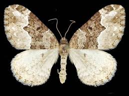 Attēlu rezultāti vaicājumam “Euphyia unangulata”