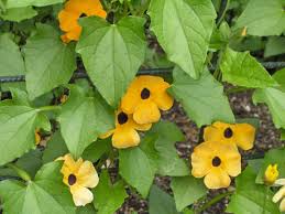 Image result for Thunbergia alata