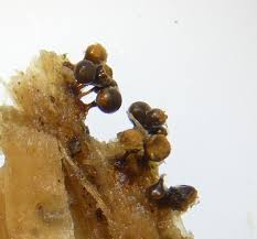 Attēlu rezultāti vaicājumam “Trichia varia spores”