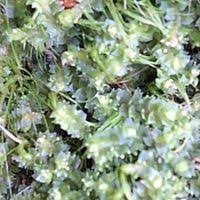 Attēlu rezultāti vaicājumam “Lophozia ventricosa”