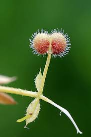Attēlu rezultāti vaicājumam “Galium palustre fruit”