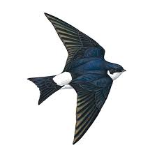 Attēlu rezultāti vaicājumam “Delichon urbicum juvenile”