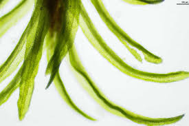 Attēlu rezultāti vaicājumam “Gymnostomum calcareum”