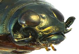 Attēlu rezultāti vaicājumam “Gyrinidae”