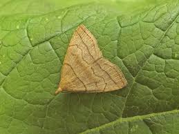 Attēlu rezultāti vaicājumam “Herminia tarsicrinalis”