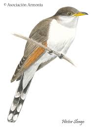 Image result for Coccyzus americanus