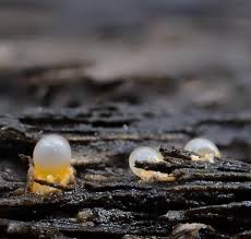 Attēlu rezultāti vaicājumam “Sphaerobolus stellatus”