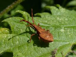 Attēlu rezultāti vaicājumam “Coreus marginatus nymph”