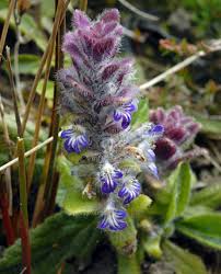 Attēlu rezultāti vaicājumam “Ajuga pyramidalis”