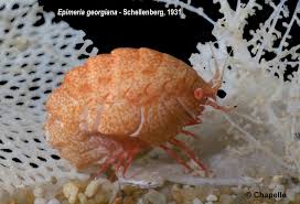 Attēlu rezultāti vaicājumam “Amphipoda”