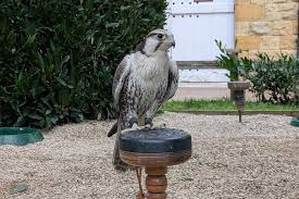 Image result for Ukc Falcons