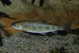 Image result for Salvelinus fontinalis