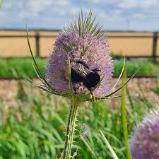 Attēlu rezultāti vaicājumam “Dipsacus fullonum flower”