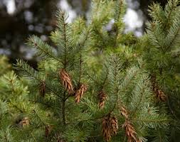 Attēlu rezultāti vaicājumam “Pseudotsuga menziesii”