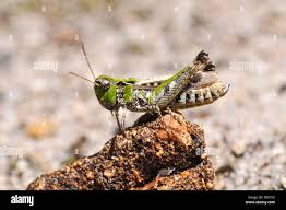 Attēlu rezultāti vaicājumam “Myrmeleotettix maculatus”