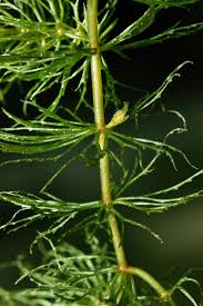 Attēlu rezultāti vaicājumam “Ceratophyllum submersum”