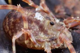 Attēlu rezultāti vaicājumam “Lophopilio palpinalis”