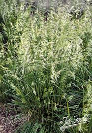 Attēlu rezultāti vaicājumam “Deschampsia cespitosa”