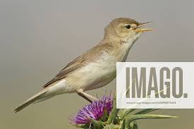 Image result for Hippolais pallida