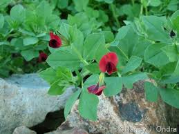 Image result for Lotus tetragonolobus